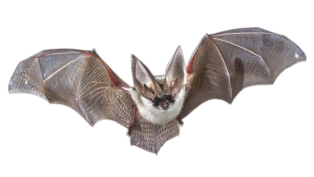 How Did the Bat Get Its Wings? | The Institute for Creation Research